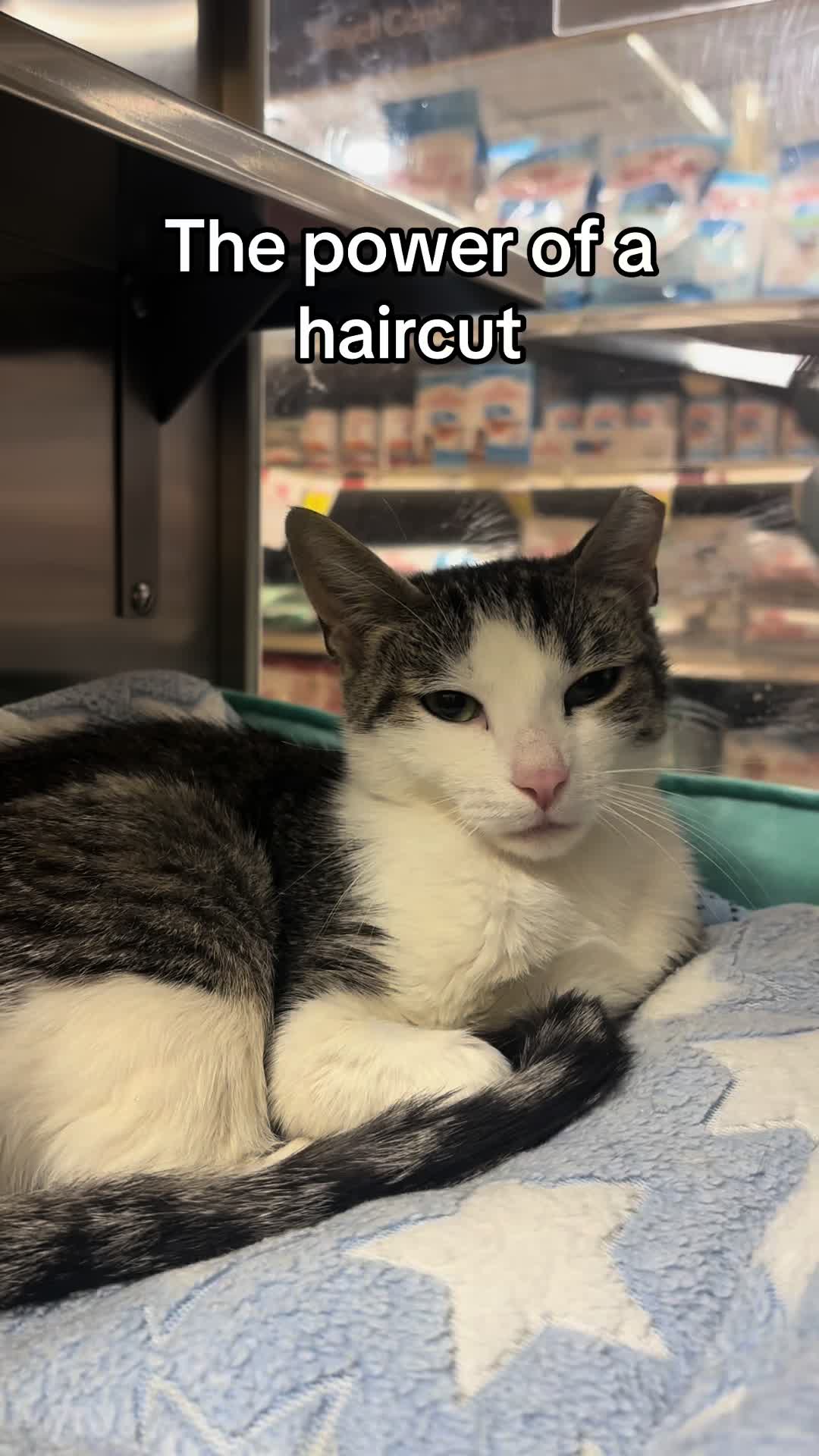 @KittyAngelRescue