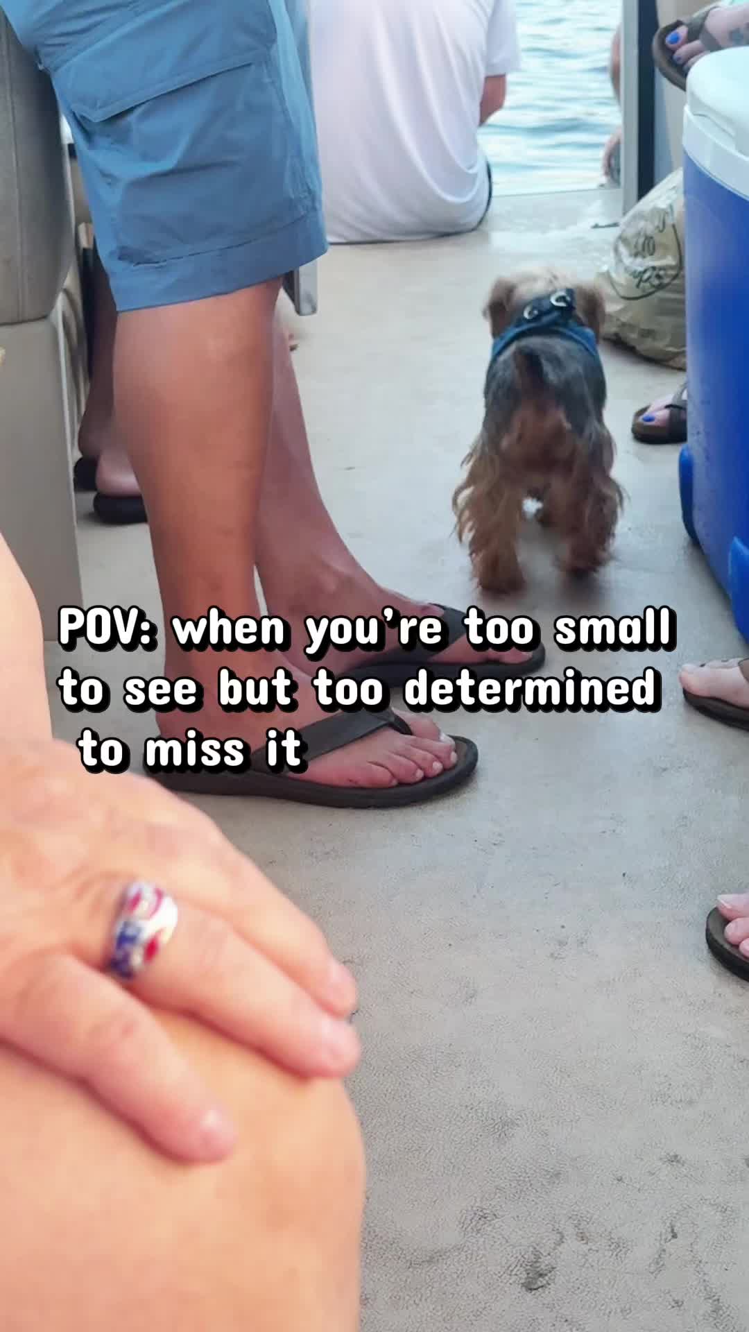 @newyorkiebymilo