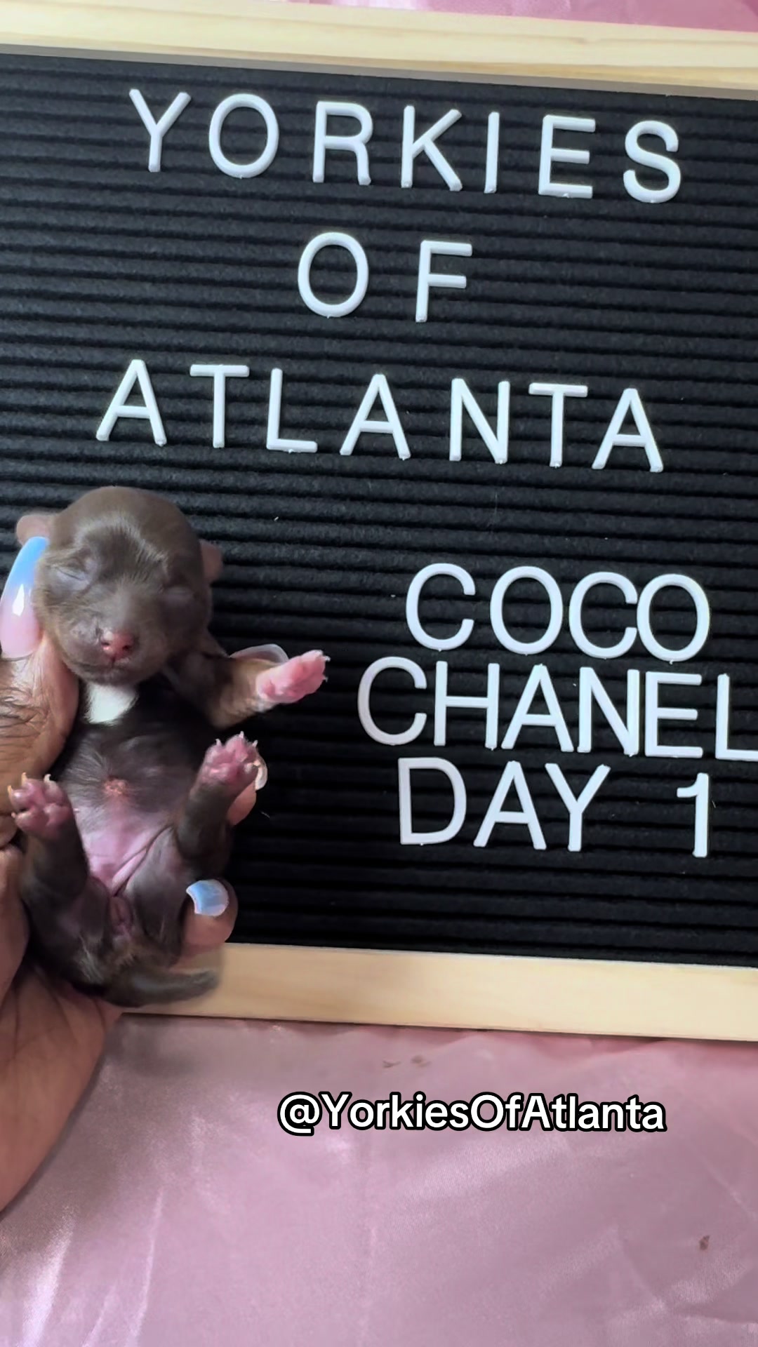@Yorkies Of Atlanta