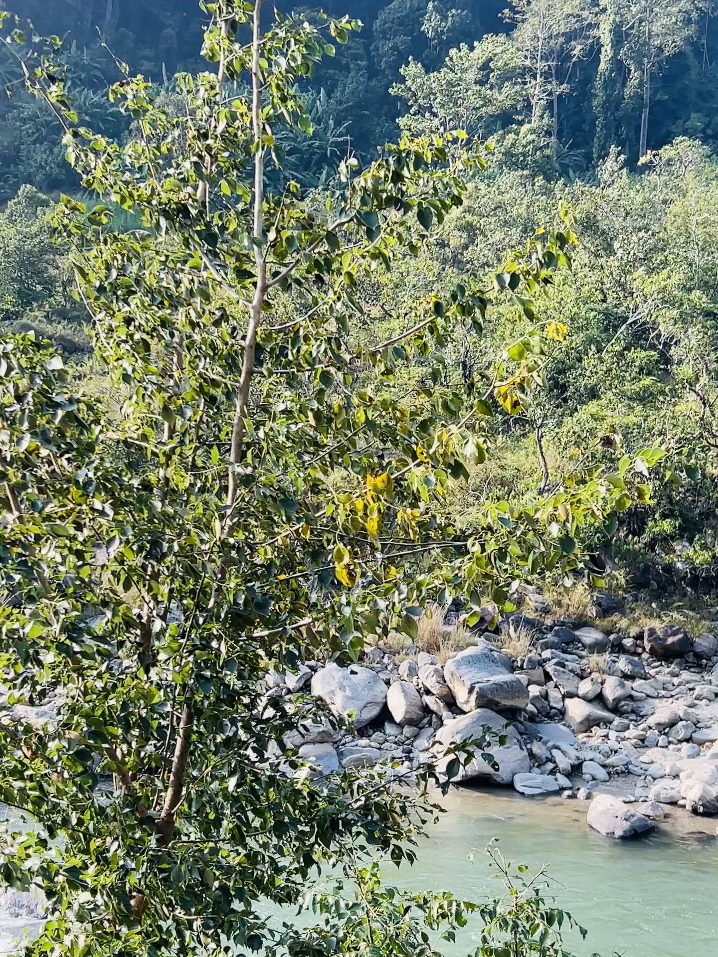@विकास जोशी ढुङ्गाना