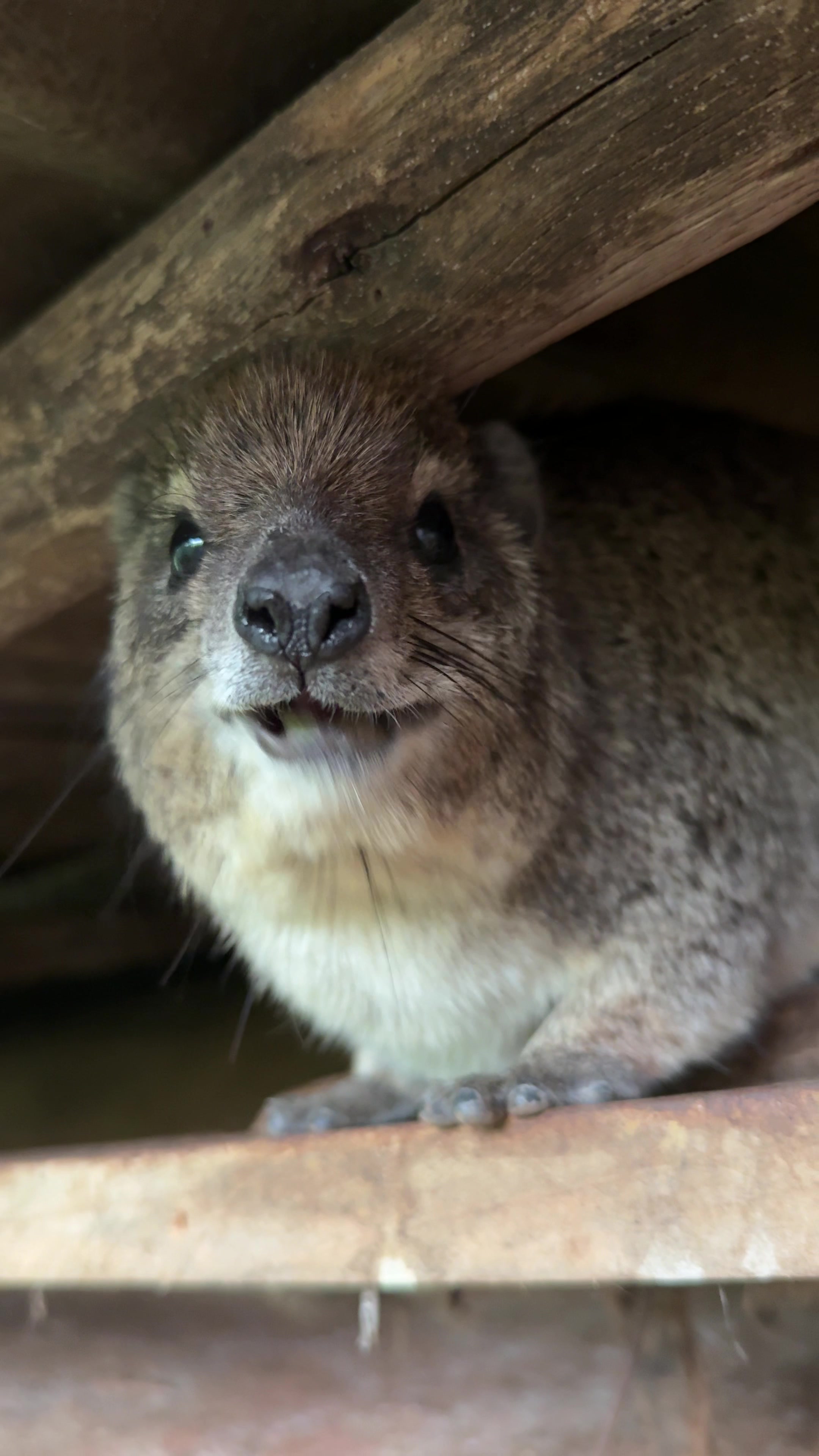 @squiggythehyrax