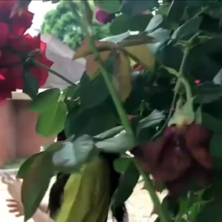 @ликер  🪷