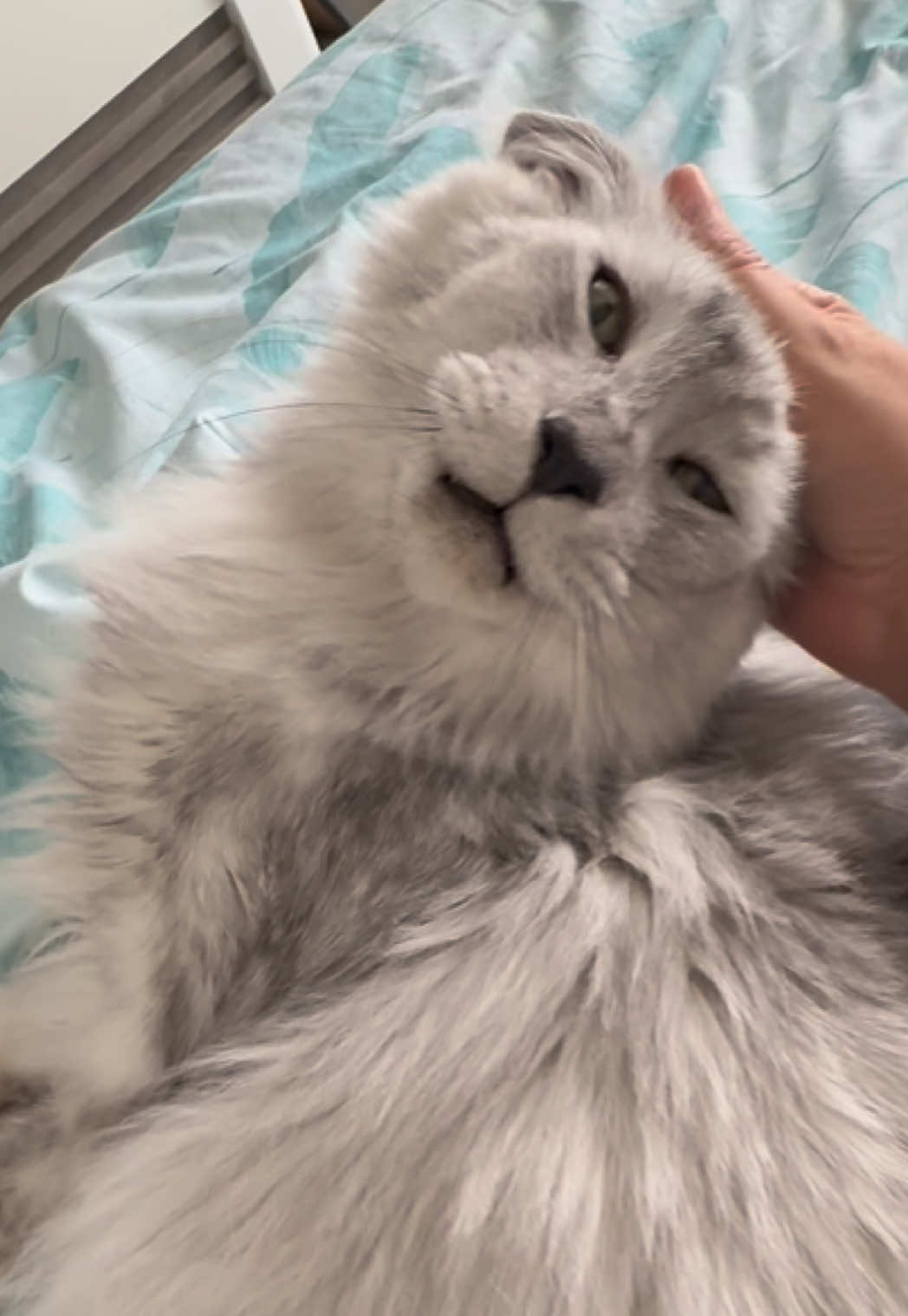 @Maine Coons | Ted & Kissa