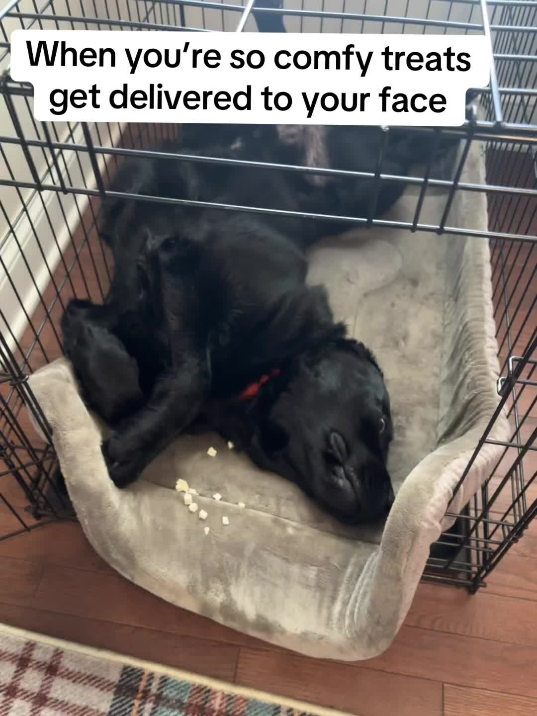 @Bentley and Buster Boo🐾