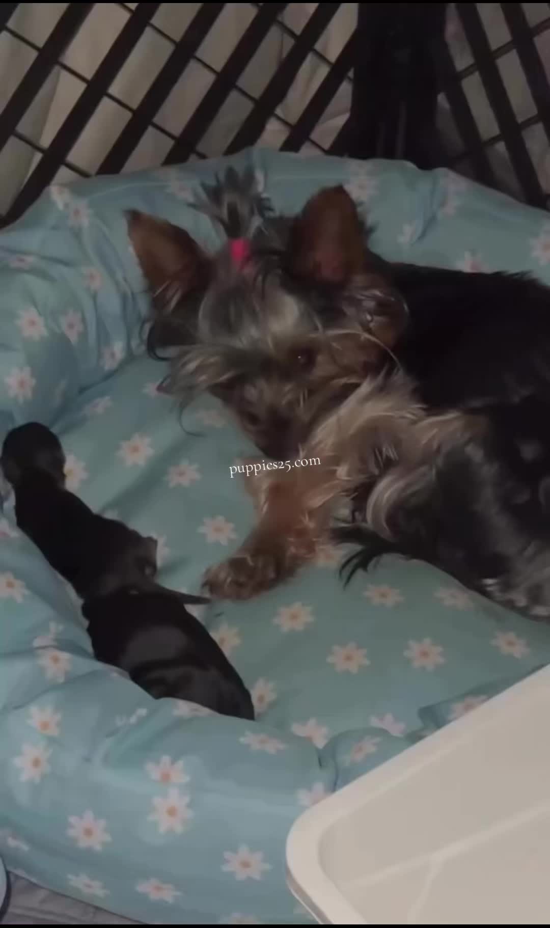 @PUPPIES25•COM