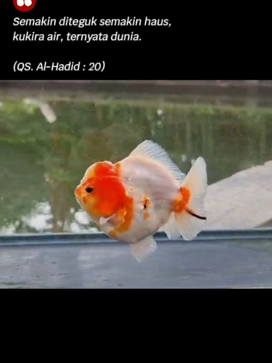 @Teras Aji Goldfish