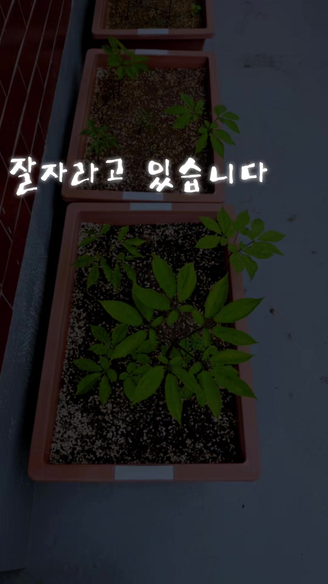@🦜막끌리네🦜