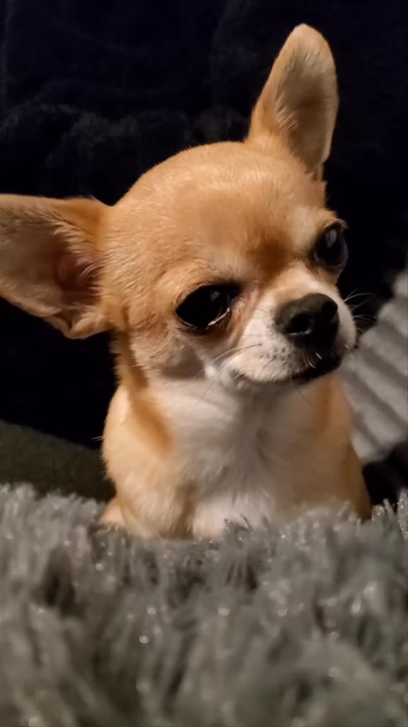 @bienchen der mini chihuahua