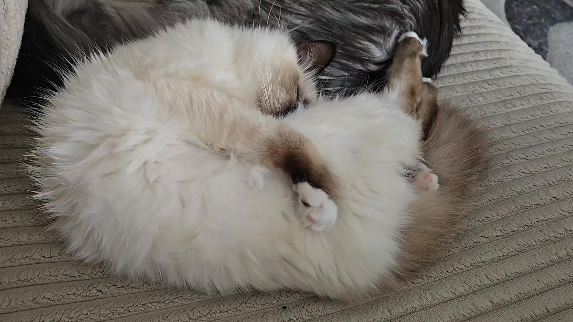 @Léo & Suki ♥️