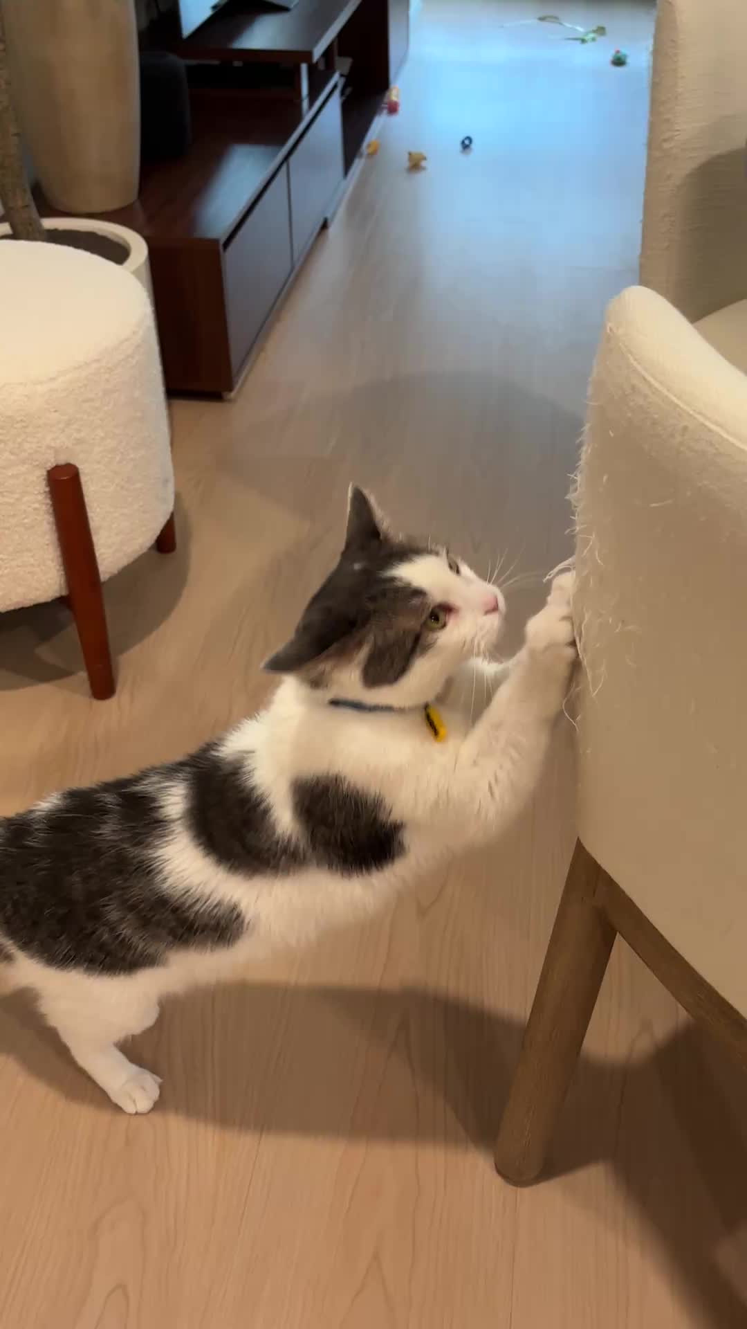 @Mimi Wawa Meow