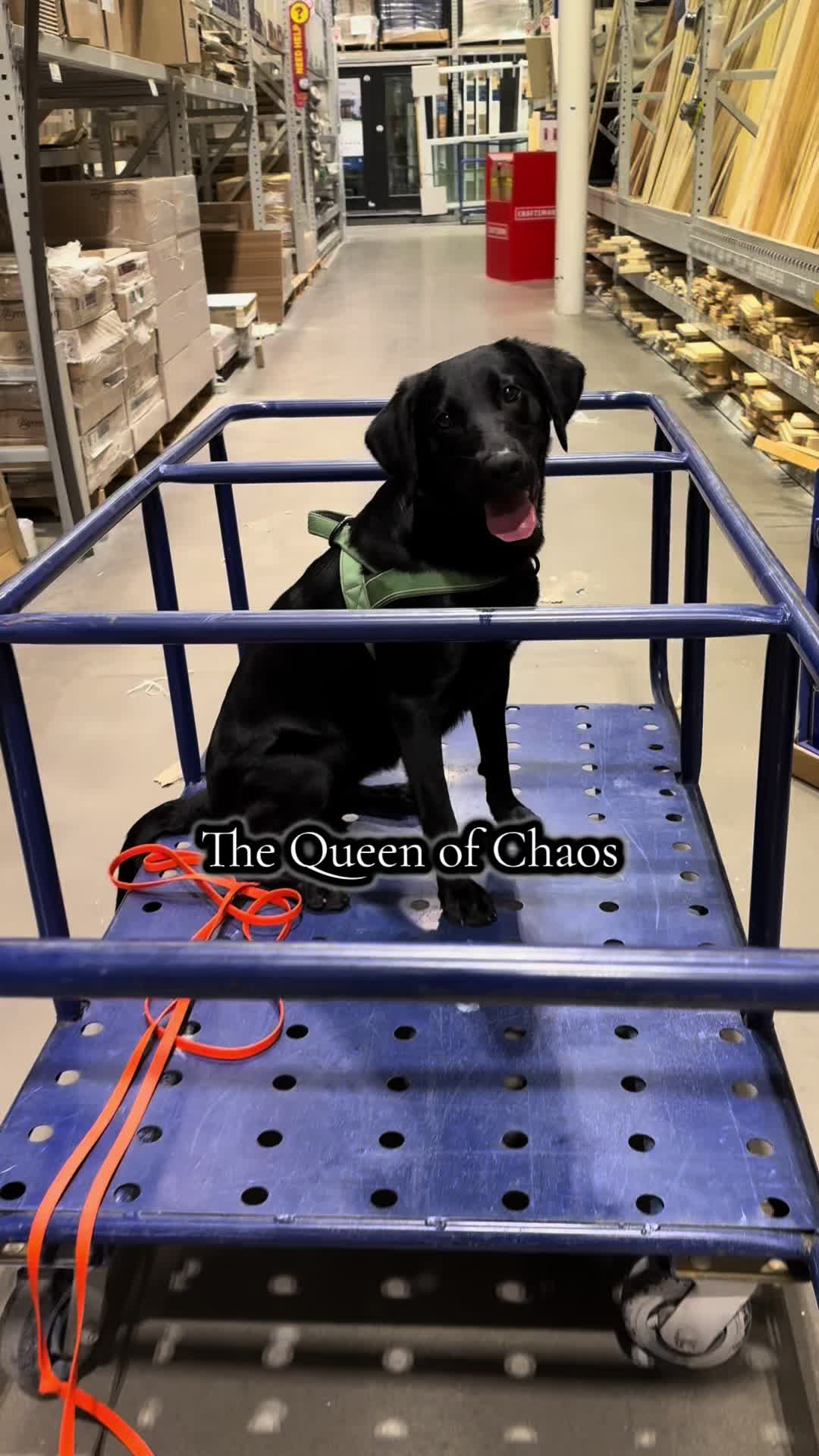 @houseofhounds24