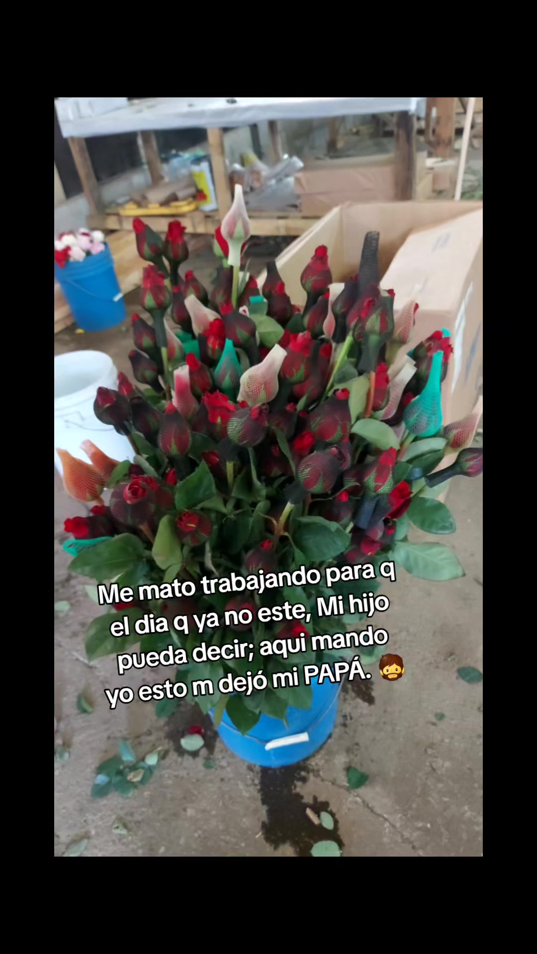 @CANCHITO CODICIADO 🇬🇹🇨🇦