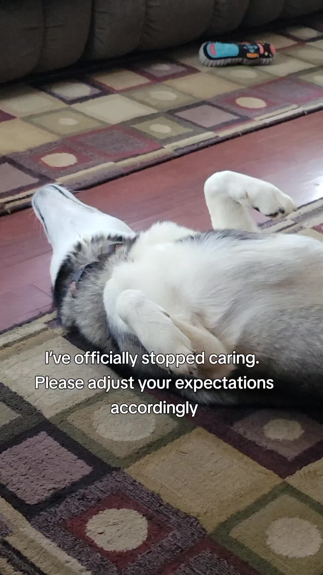 @the Hussey Husky