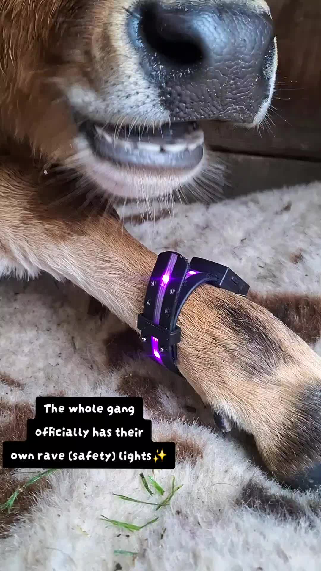 @Dakotafunnyfarm