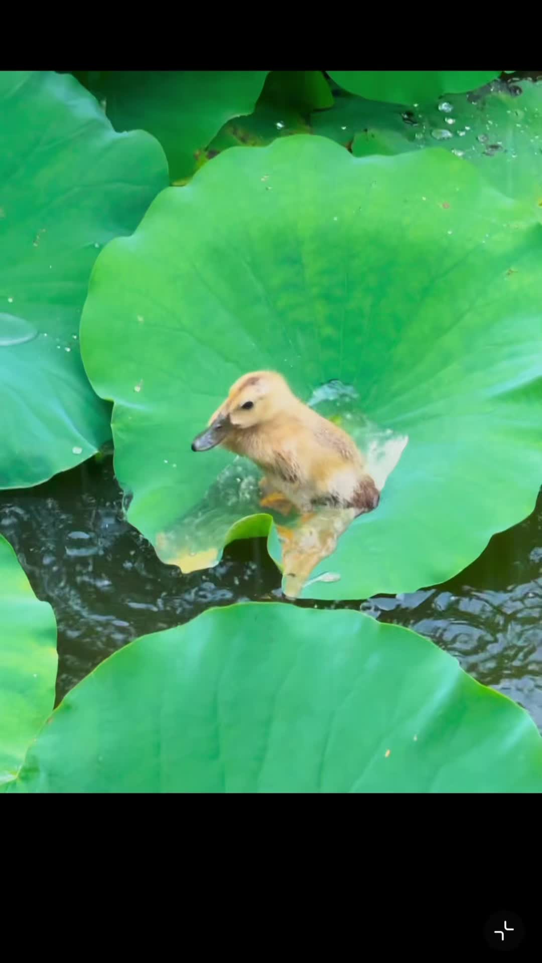 @My Daily Dose of Aww