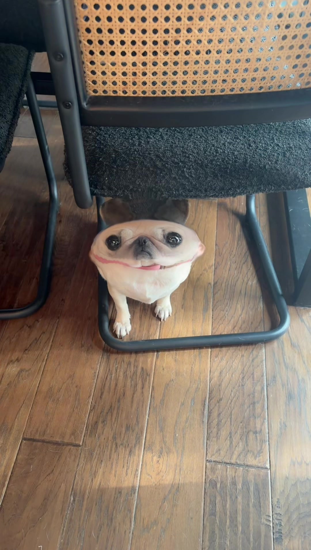 @babycookie