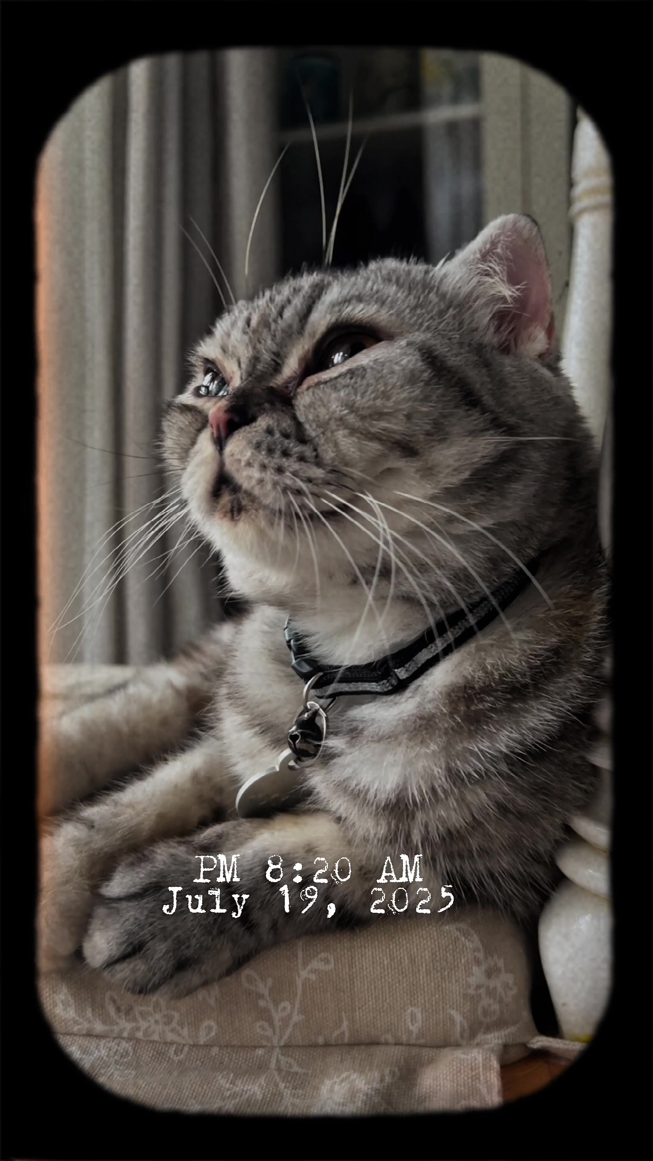 @BecauseCats