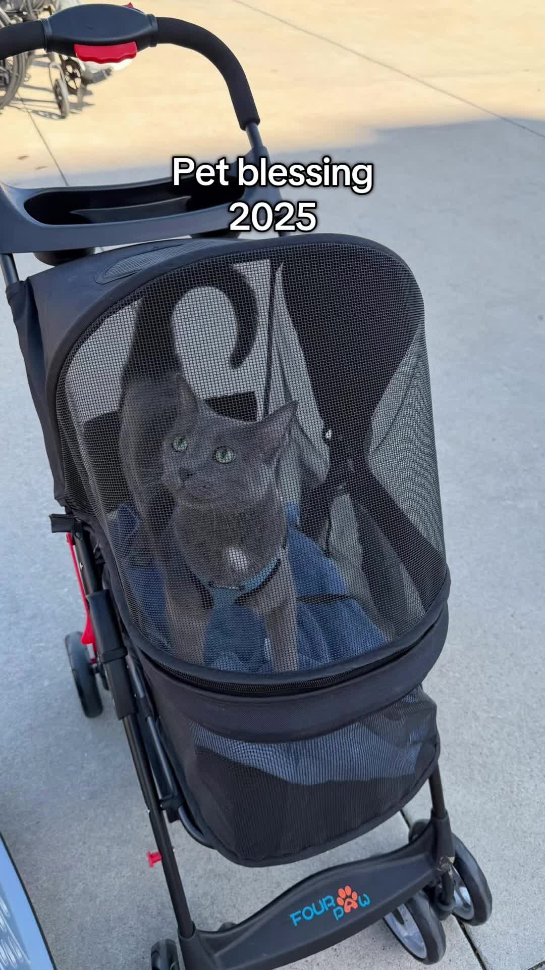 @Five.Meows