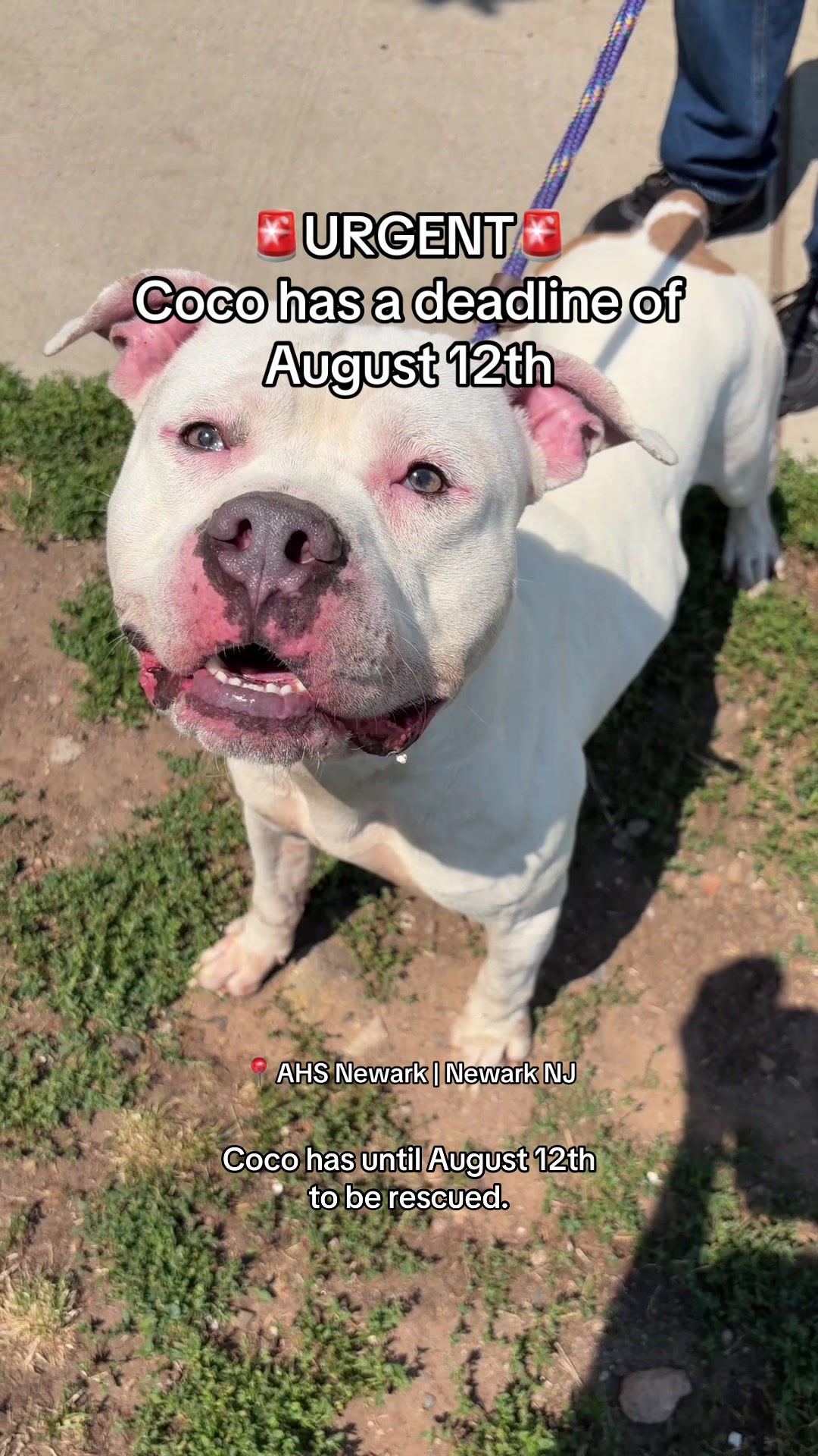 @Adopt a Pet