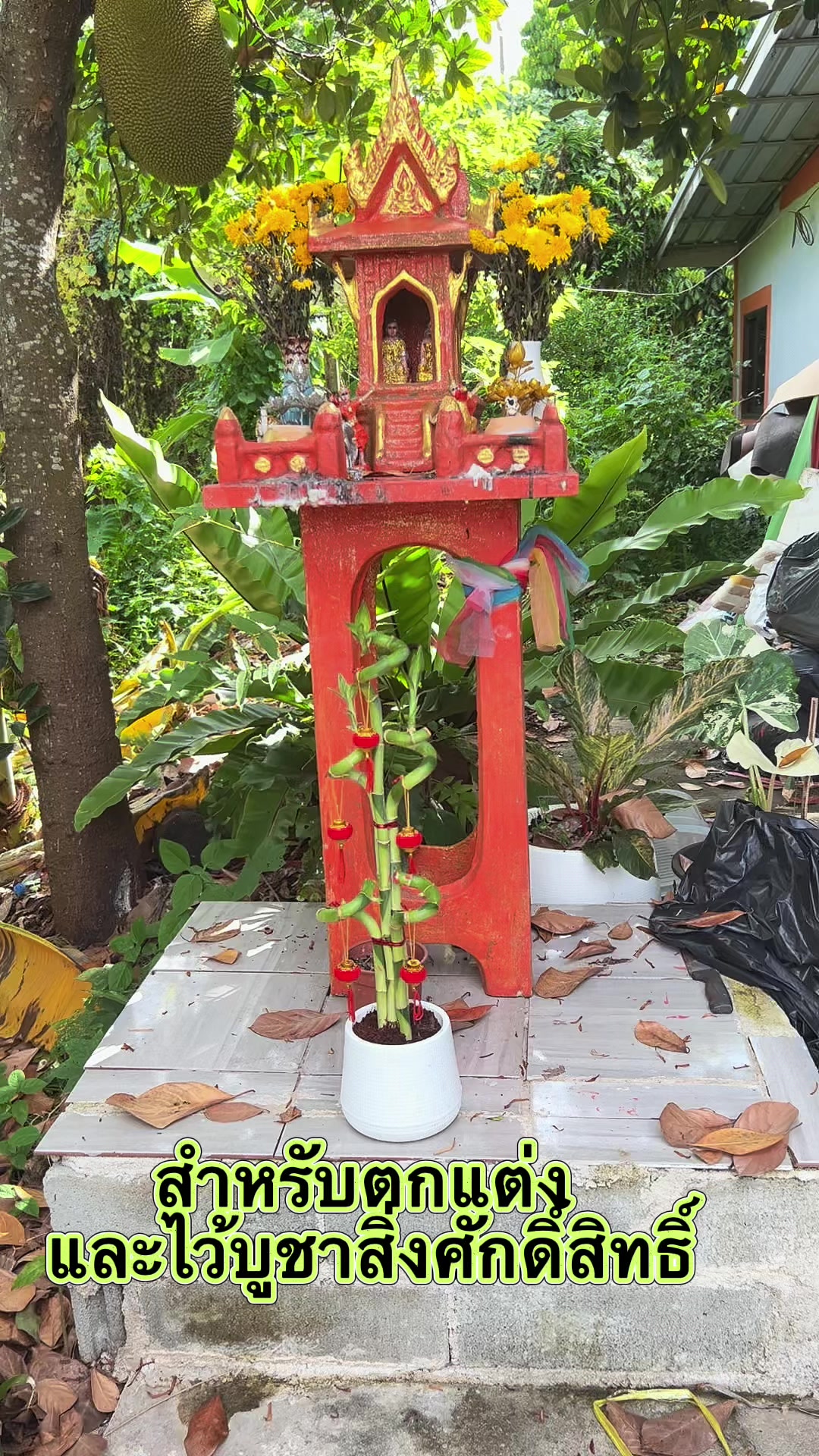 @ไผ่กวนอิมใส่โหลปลากัด