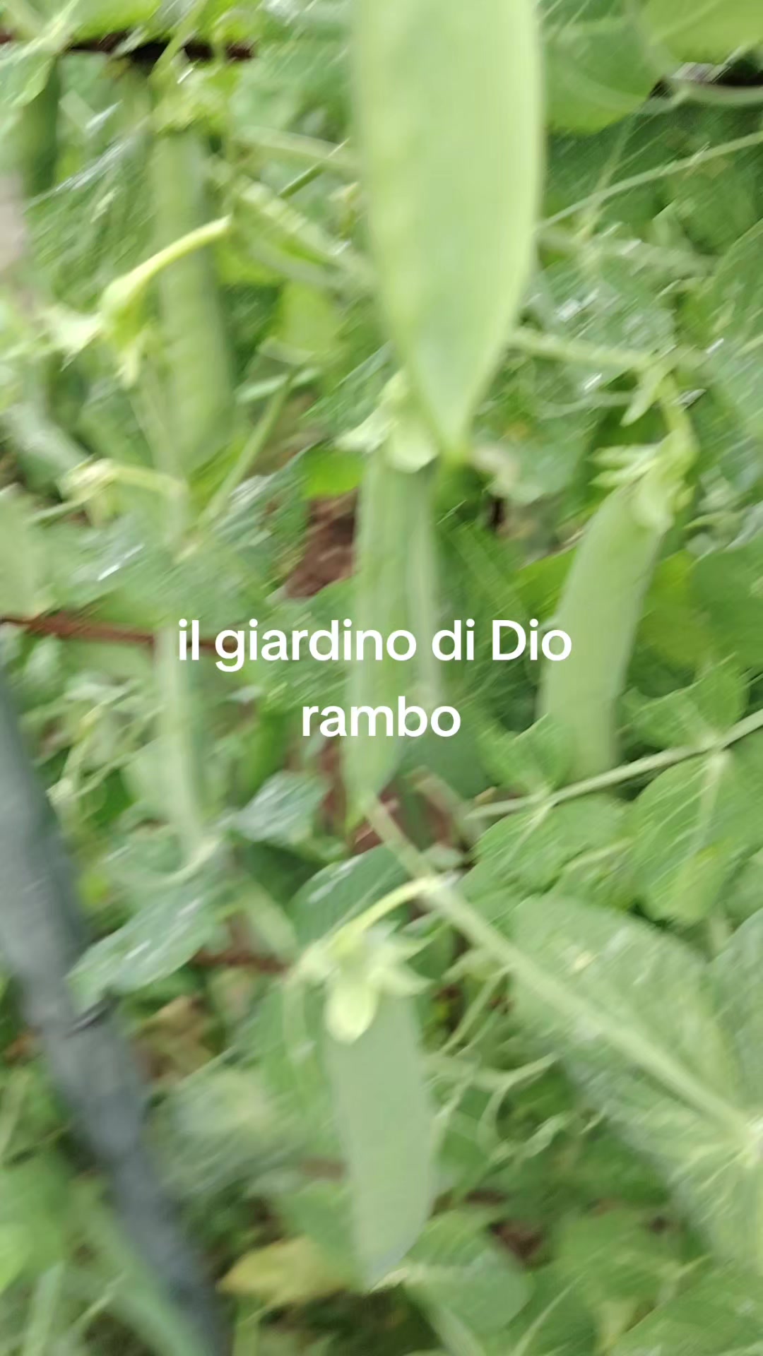@rambo