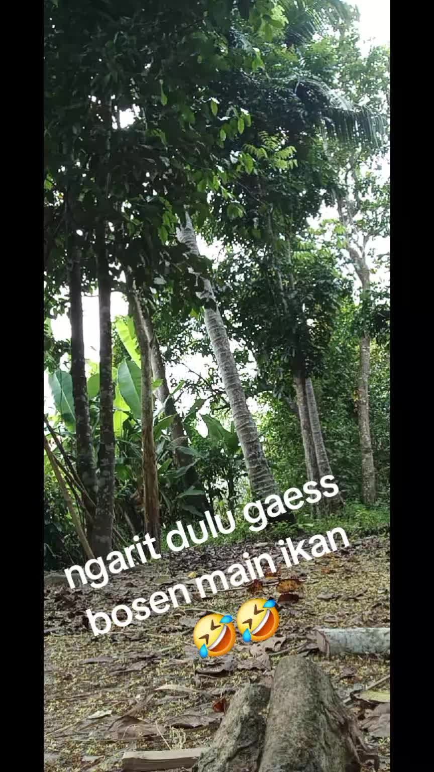 @aki somad