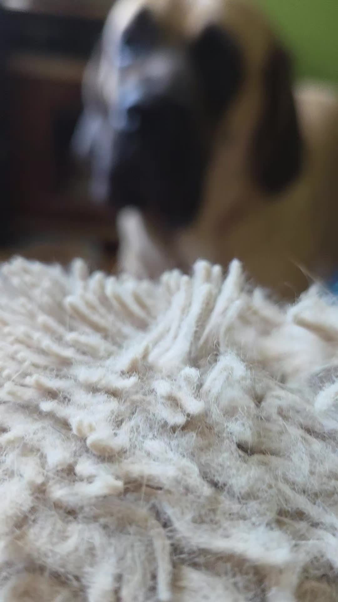 @Animal merwige fci