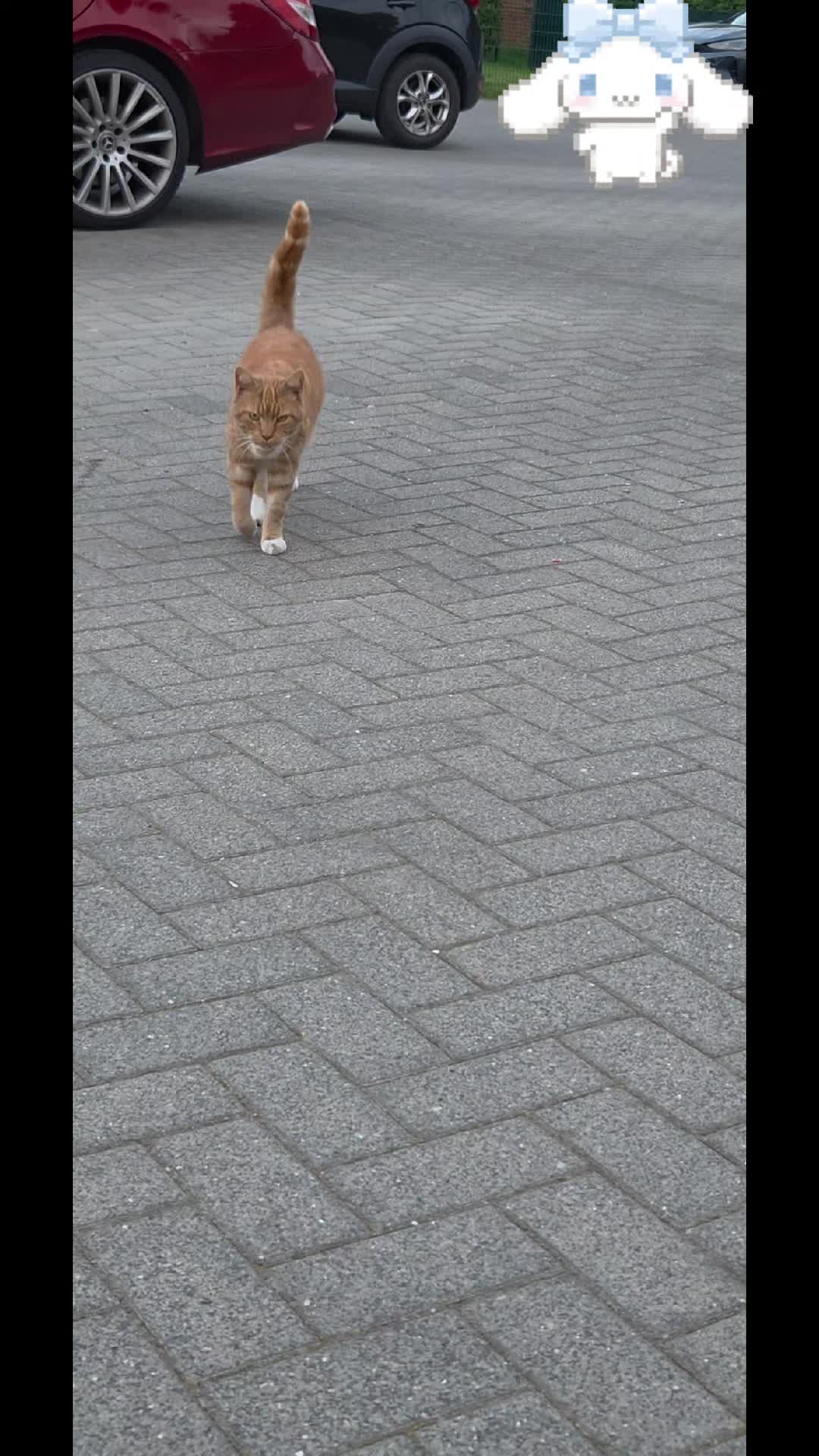 @Mira Lynn🐱🐾