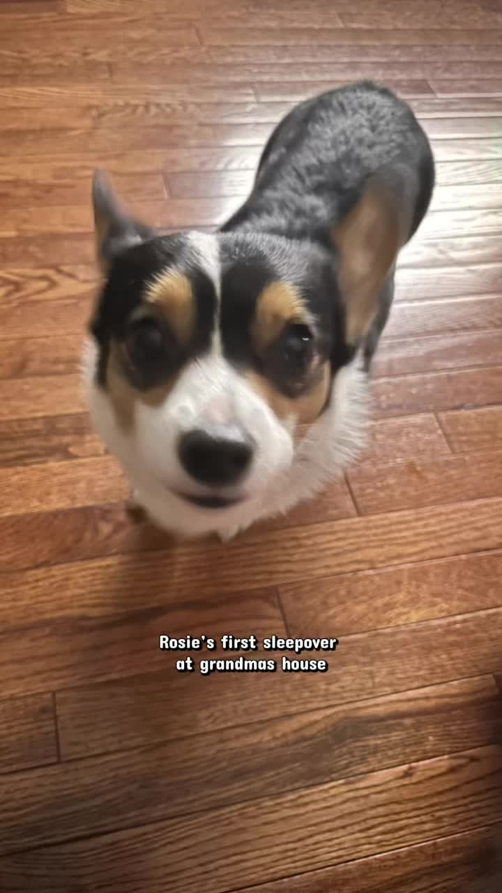 @Little Miss Rosie 🐾