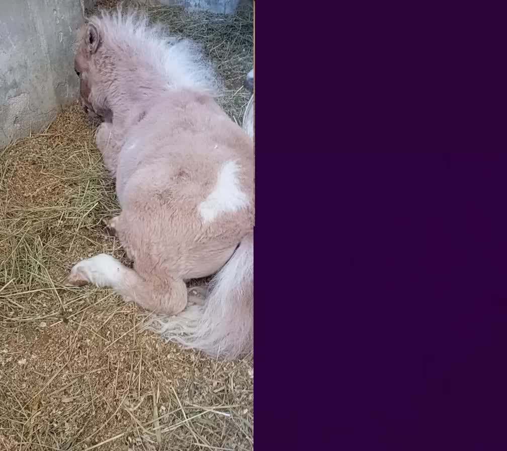 @joep.allevamentominipony