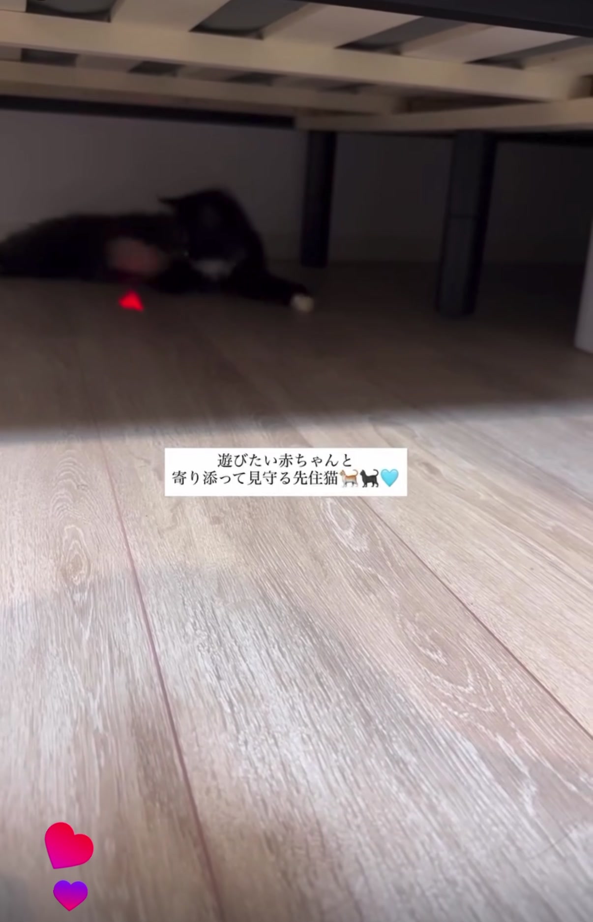 @Chiruru🐈🐈&zwj;⬛