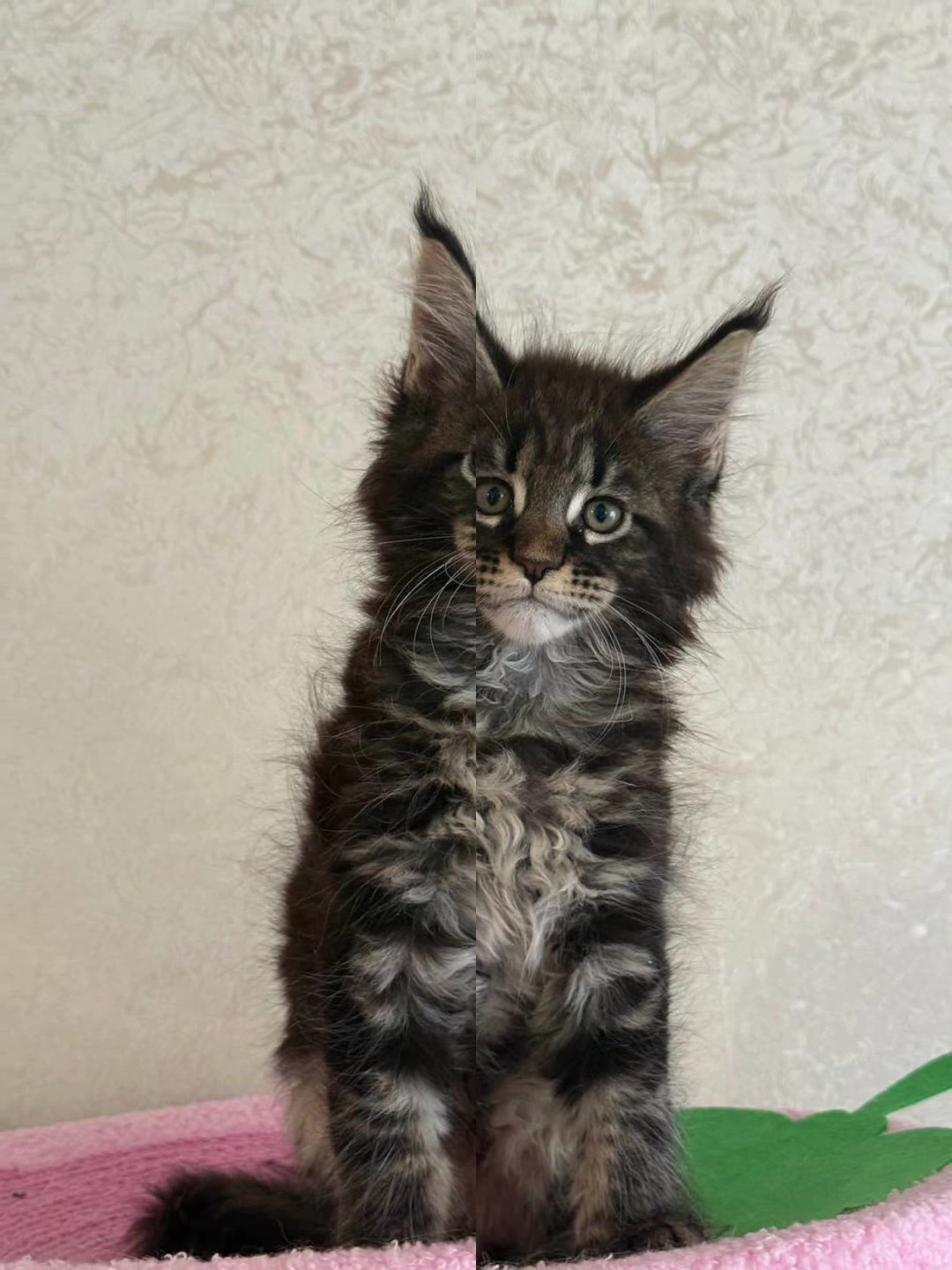 @PARAKENTOS*UA Maine coon