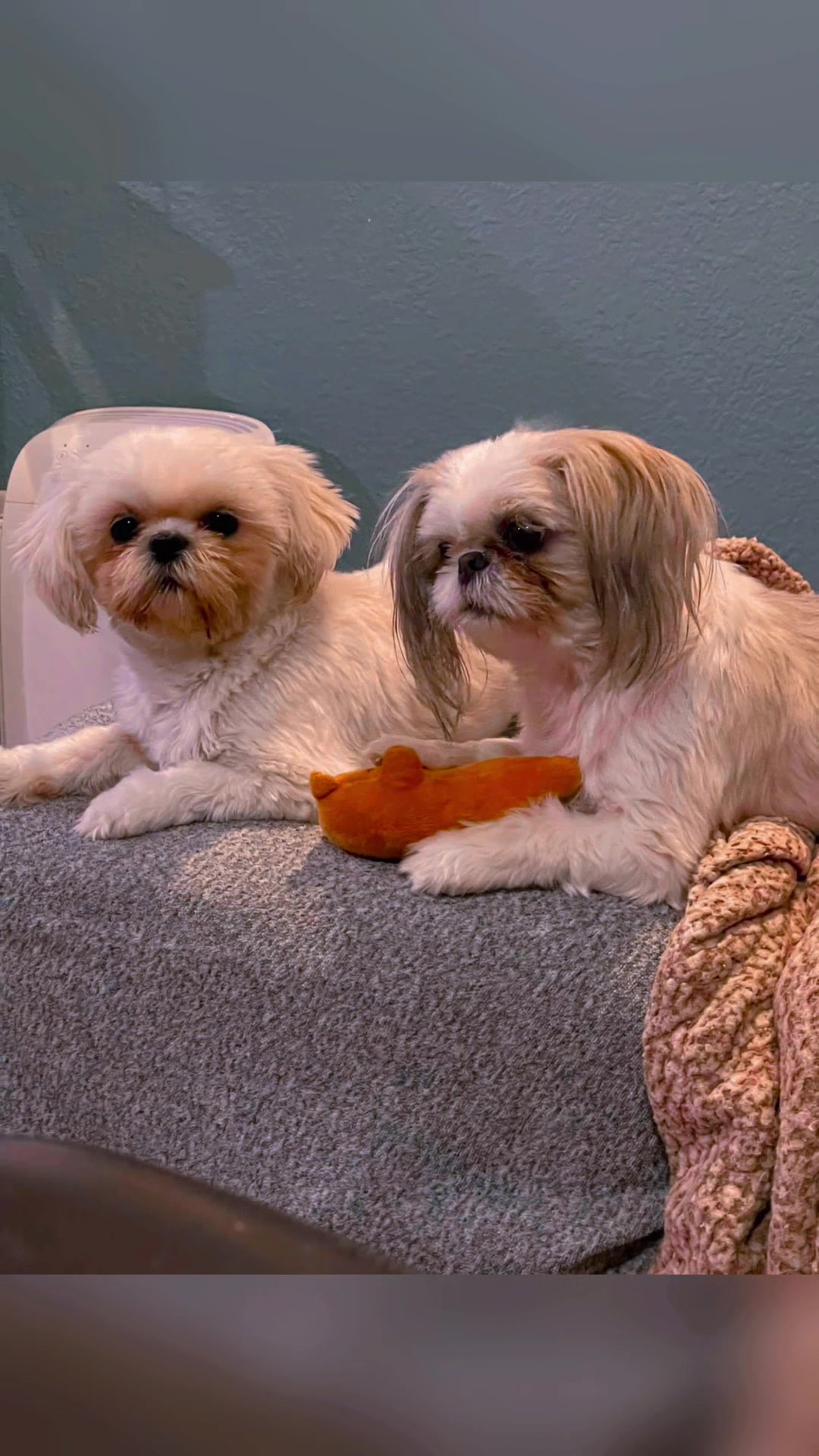 @Twilight Shih Tzu