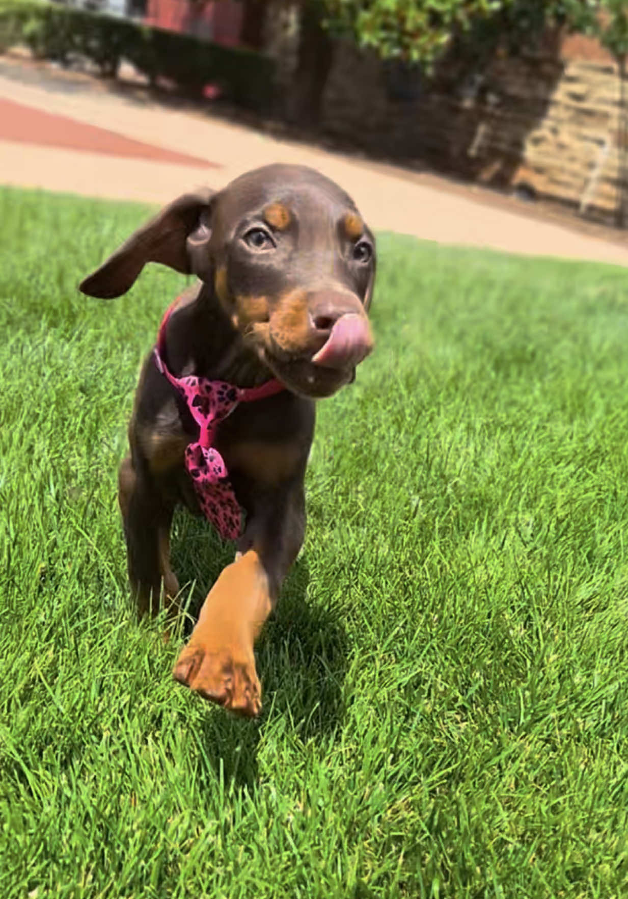 @Petland Oklahoma City