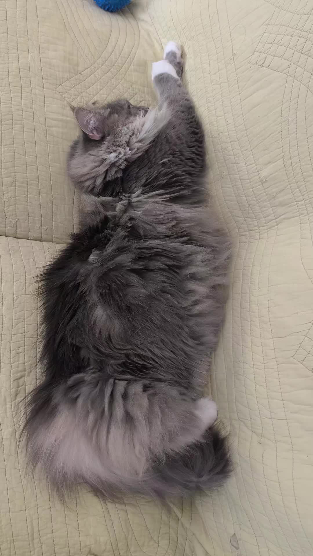 @TiTi.l'amour.des.animaux 🎙️