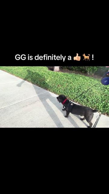 @Greyson Chamberlain