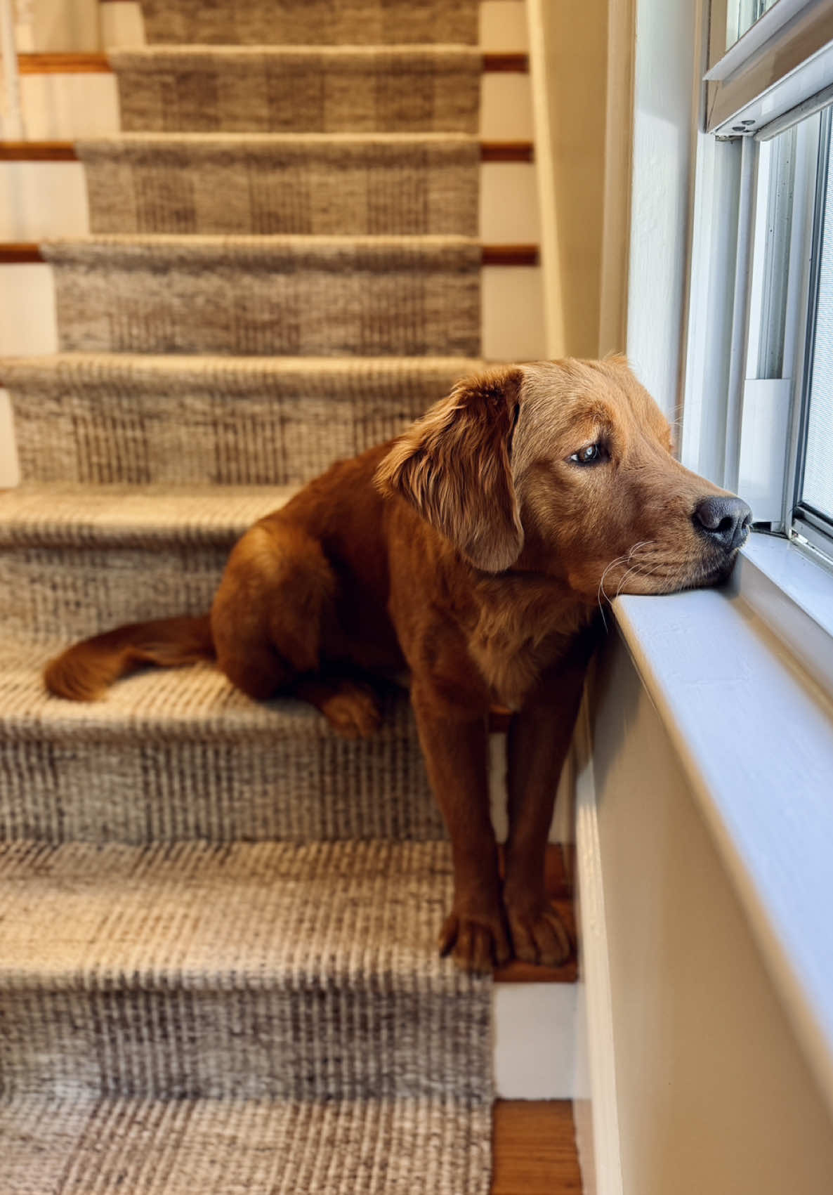 @Rooster The Red Retriever