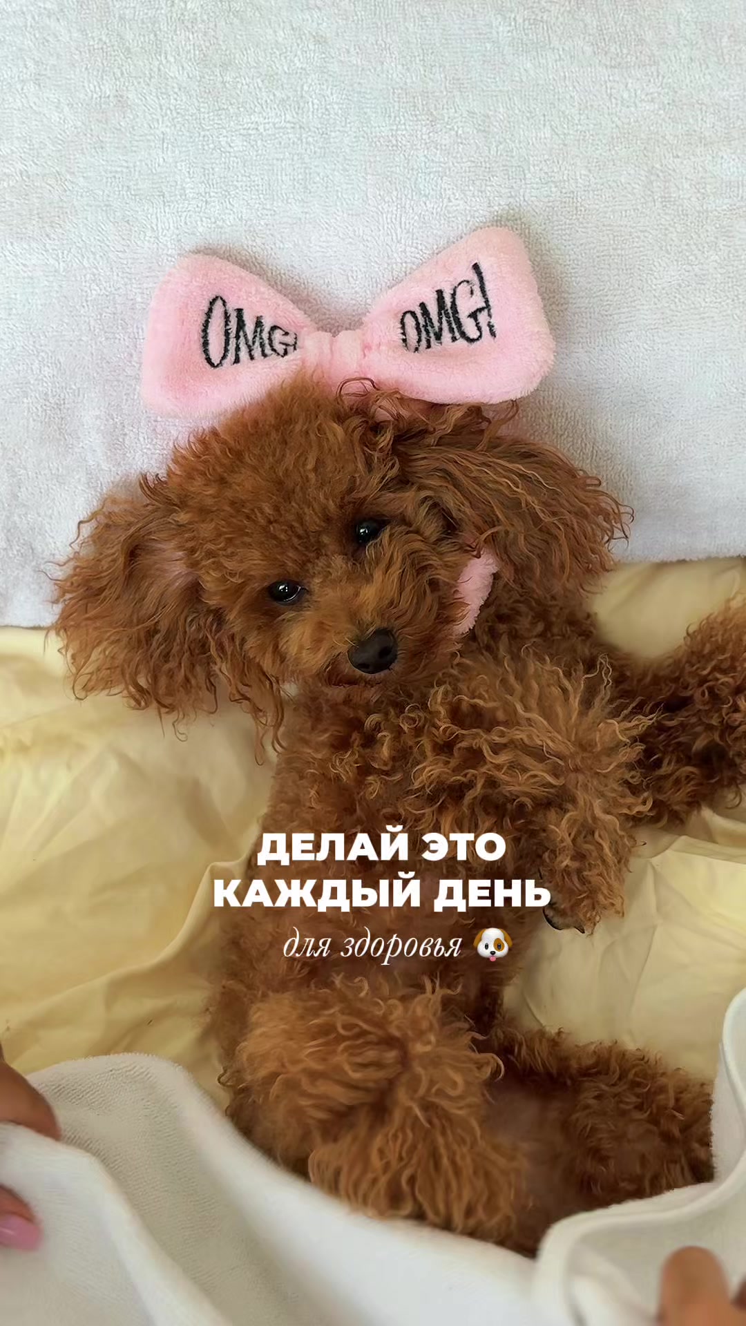 @beatrice_poodle