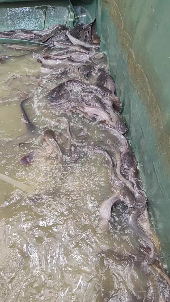 @2-yo orifishing