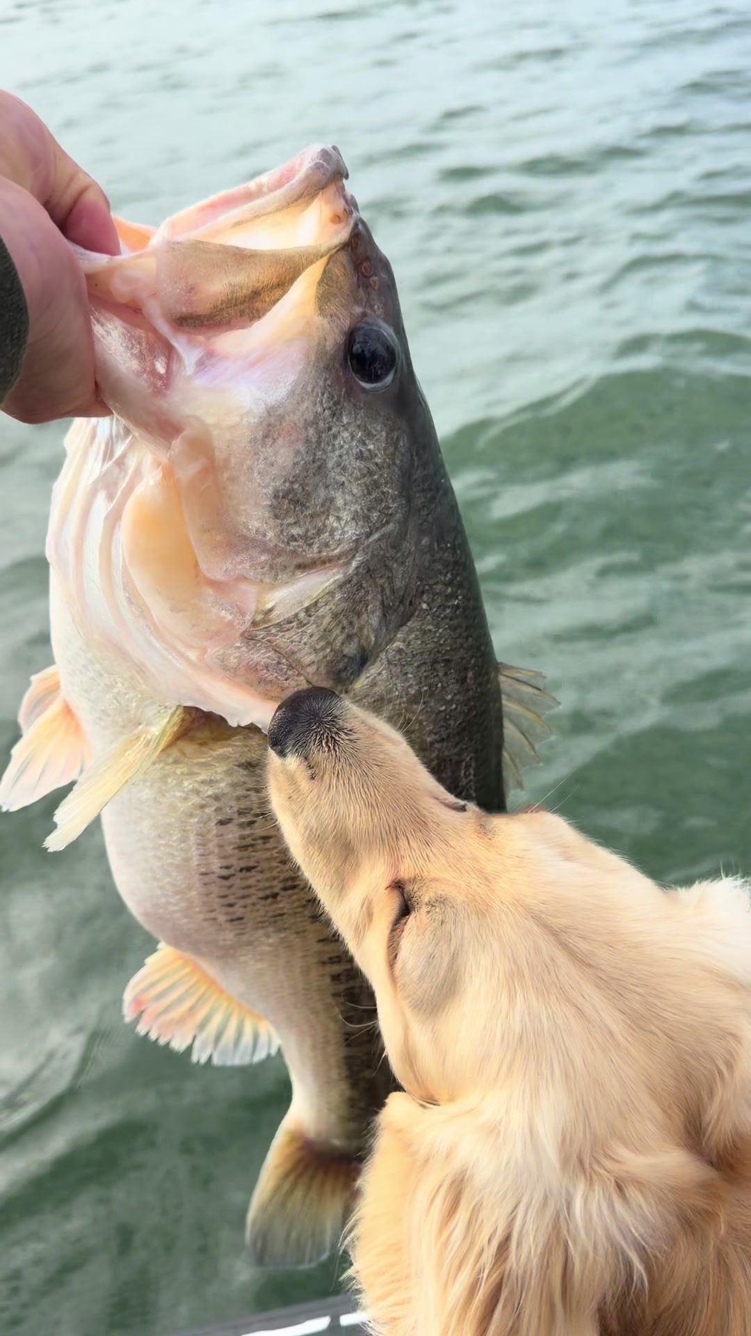 @braydenstokerfishing