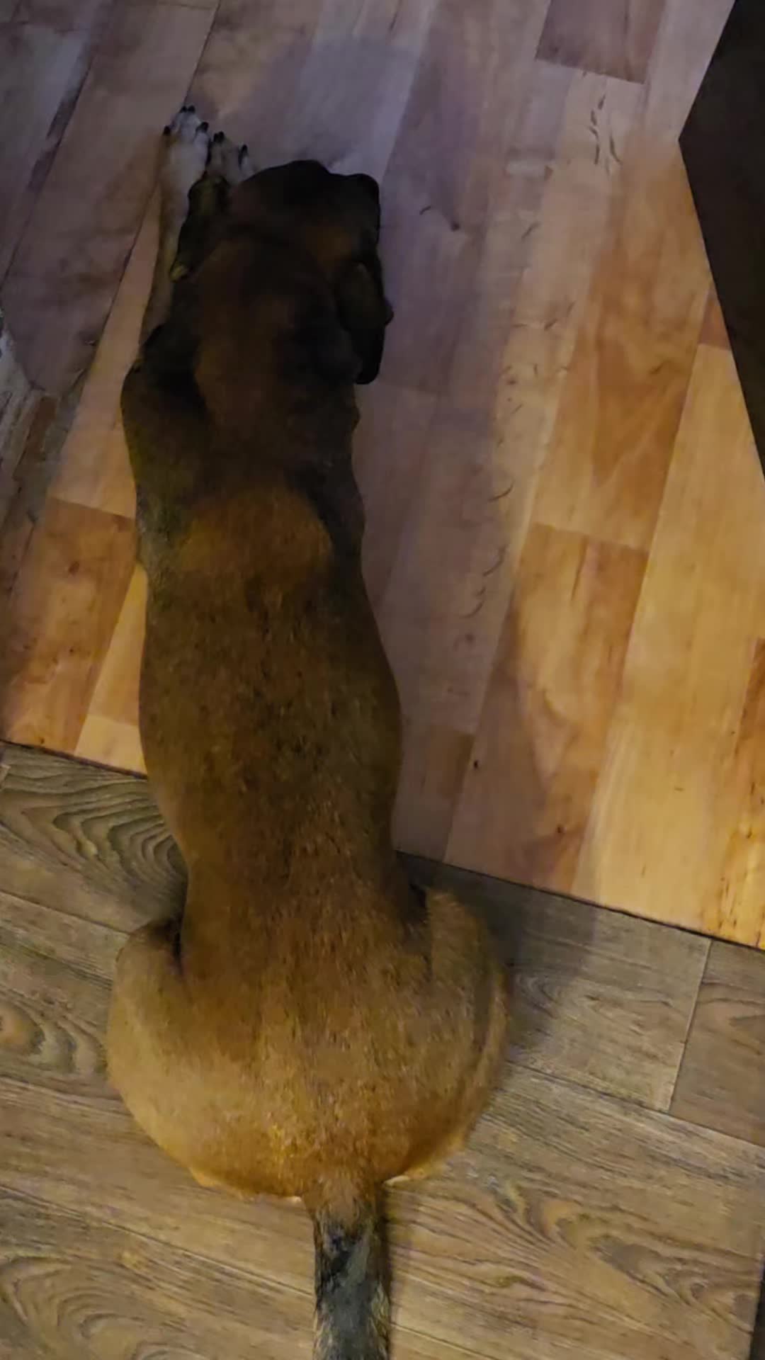 @Staffordshiremix Geschwister🐾