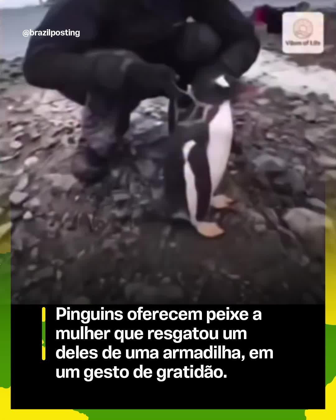 @Brazil Posting