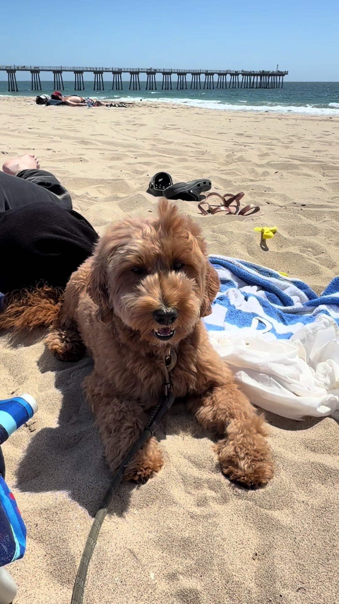 @TuckerTheTurlockDoodle
