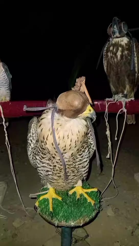 @🦅Hunter Zehri🪶