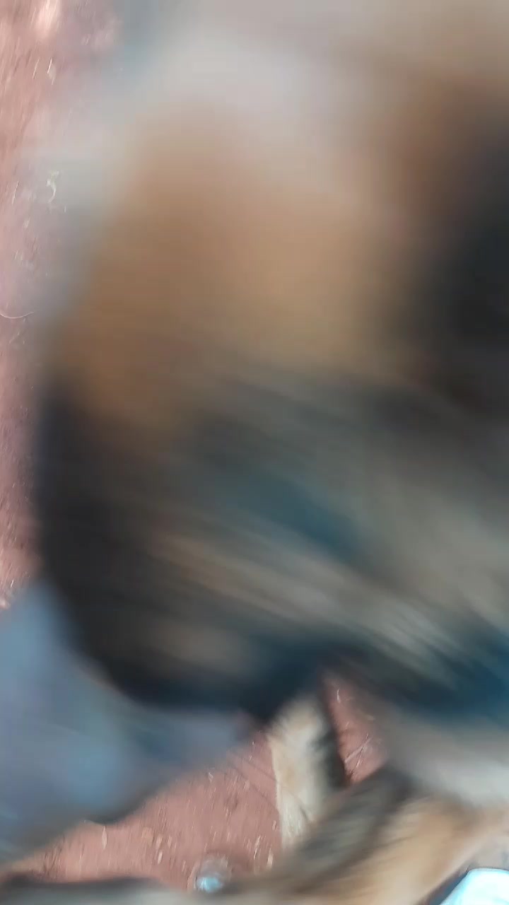 @Orimbajnrkennels