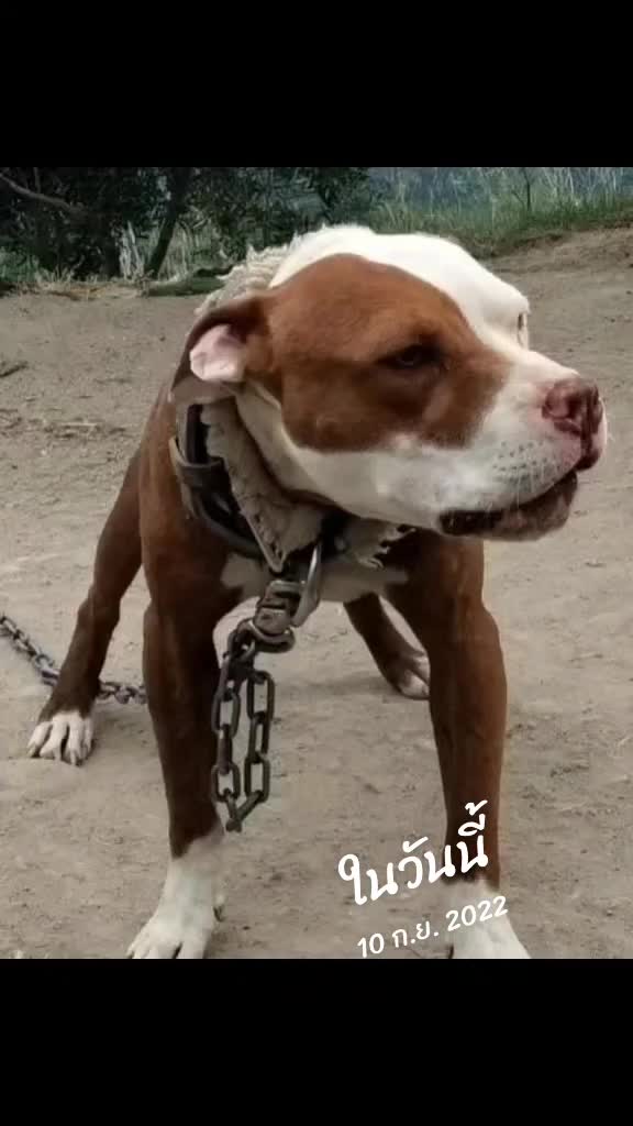 @ศึกษา เกตุนาค