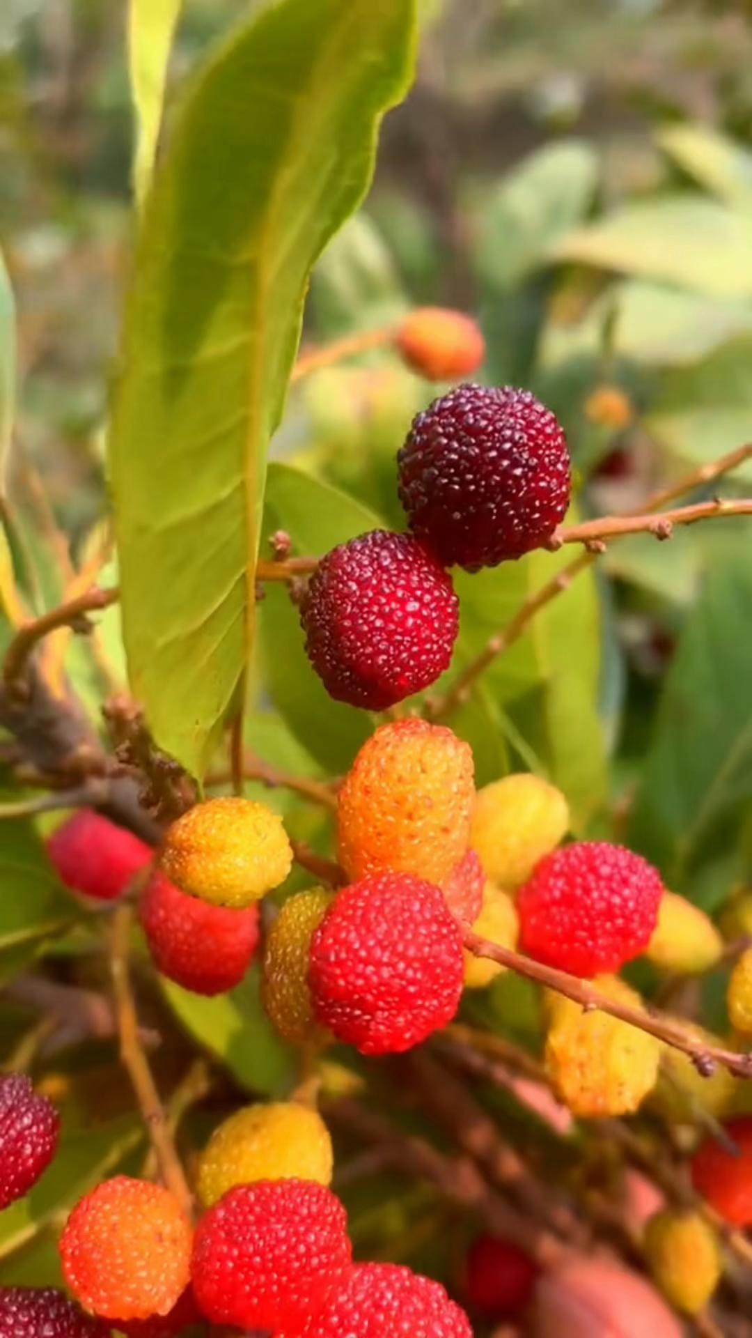 @️BISHNU