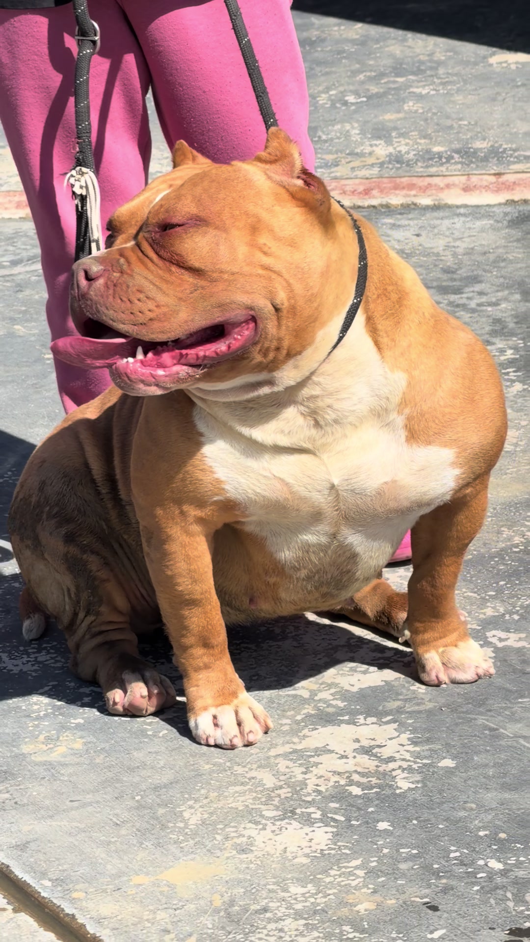 @@Dublinekennels