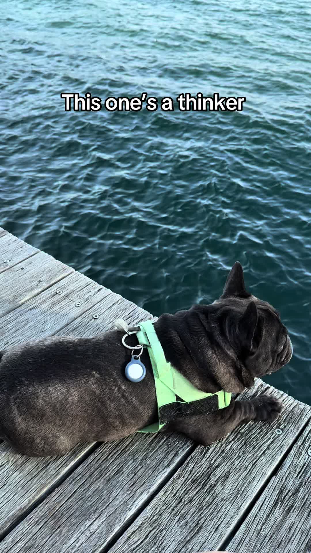 @Levi Needypants Frenchie