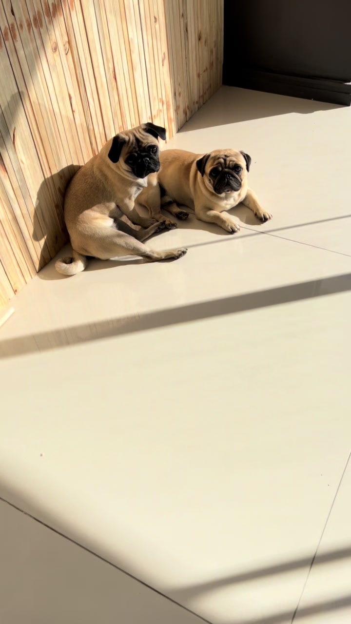 @pugSofyHarry